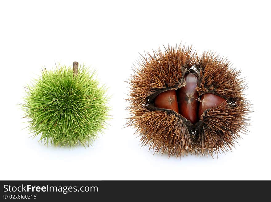 Chestnut in shell on a white