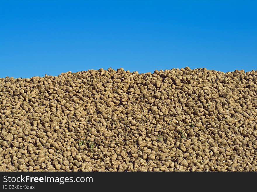 Pile of harvested sugar beets against the blue cloudless sky