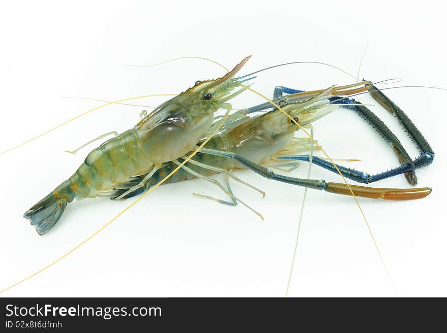 Giant river prawn