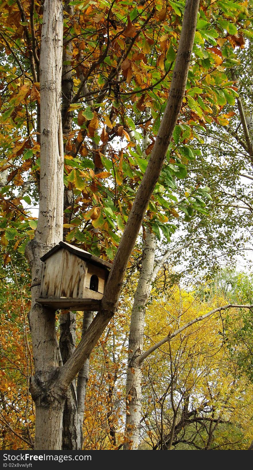 Squirrel house