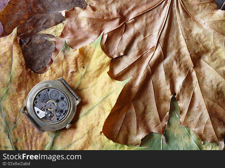 Old watch with open mechanism lying on dry maple leaves background. Old watch with open mechanism lying on dry maple leaves background