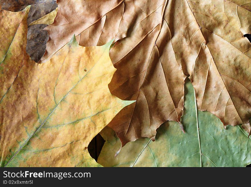 Dry Leaves Background