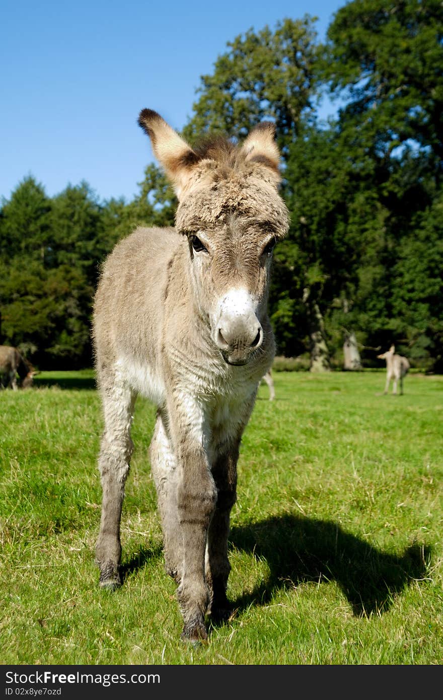 A sweet donkey foal is standing on green field. A sweet donkey foal is standing on green field