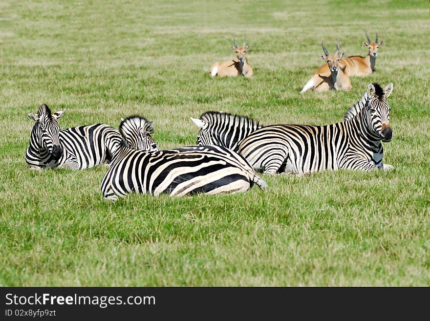 A group of zebras are resting in the green grass.