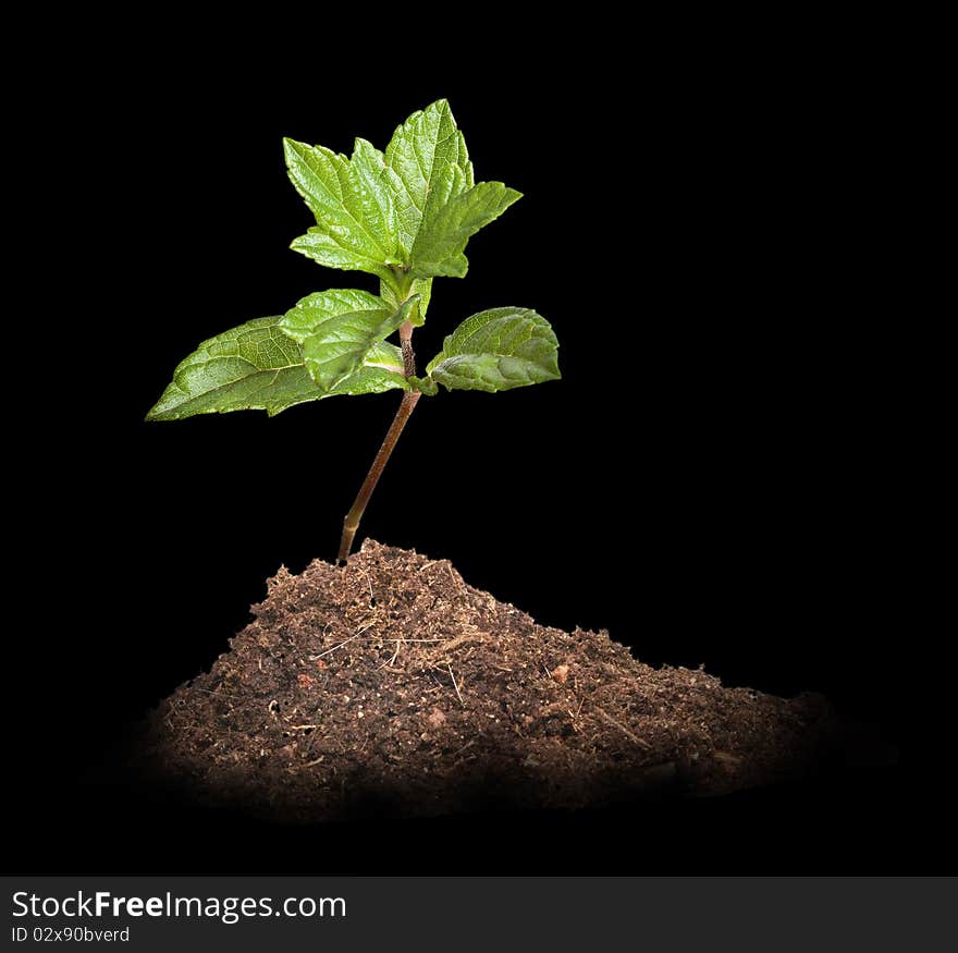 Tree shoot on black background