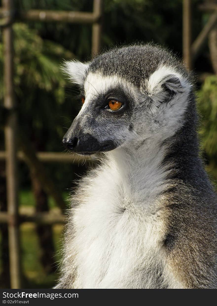 Portrait of a ring tailed lemur at the zoo