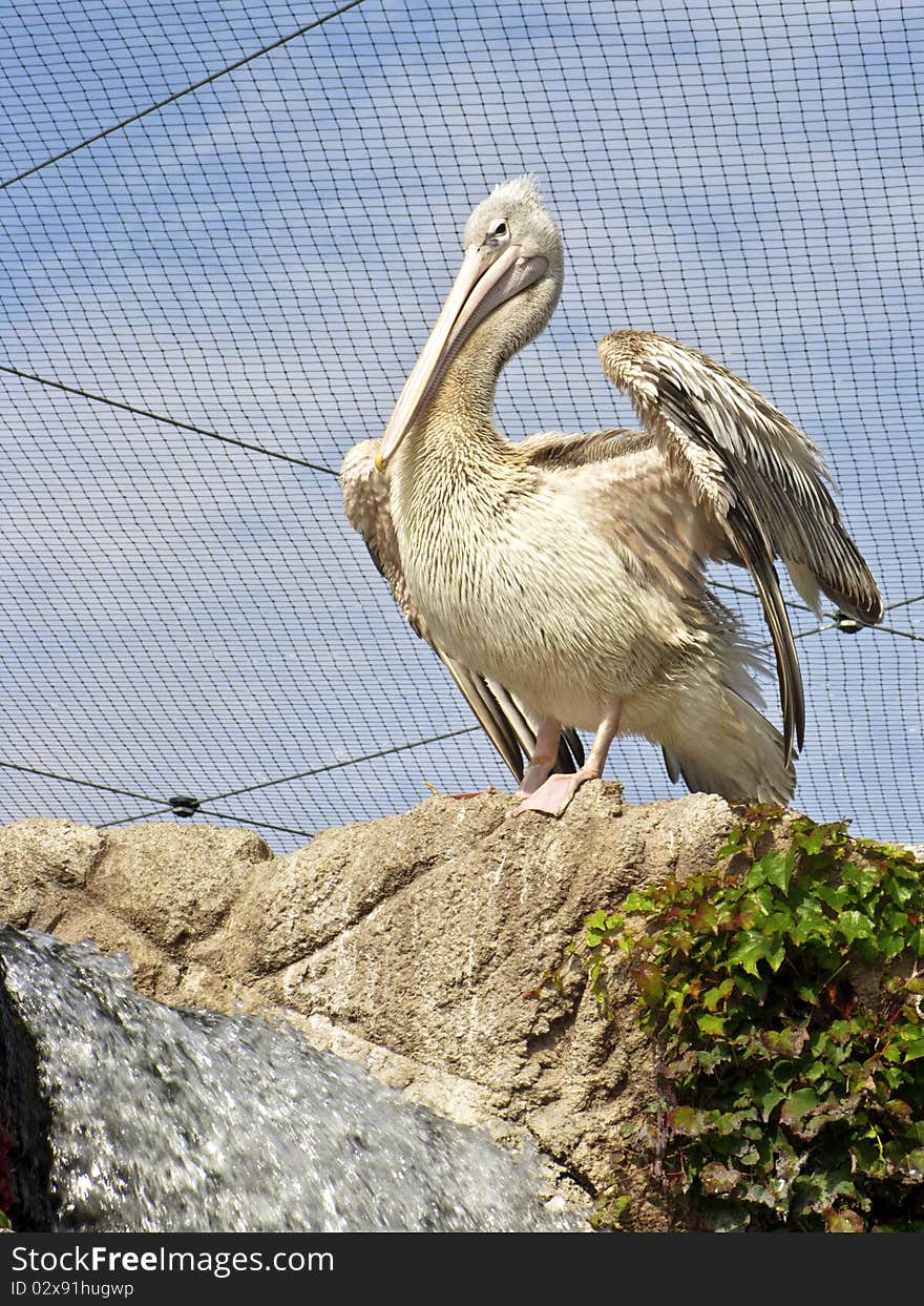 Pelican at the zoo