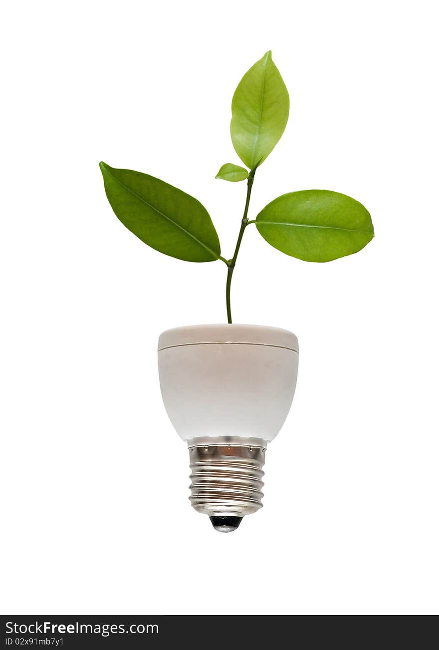 Tree growing from base of fluorescent lamp. Tree growing from base of fluorescent lamp