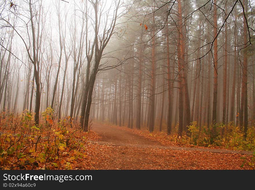 The photo of autumn walkway. The photo of autumn walkway.