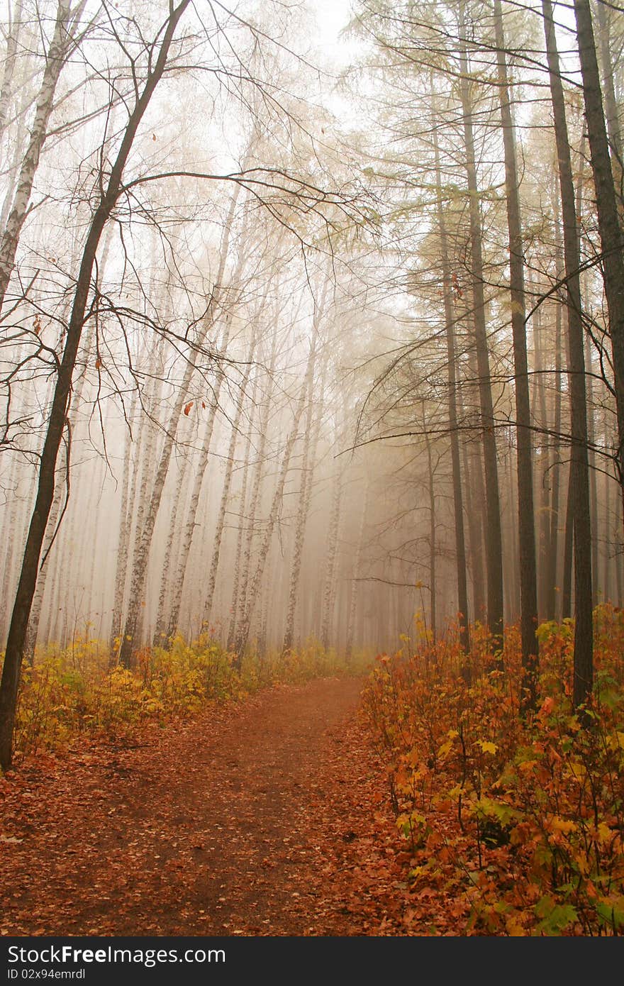 The photo of autumn walkway. The photo of autumn walkway.