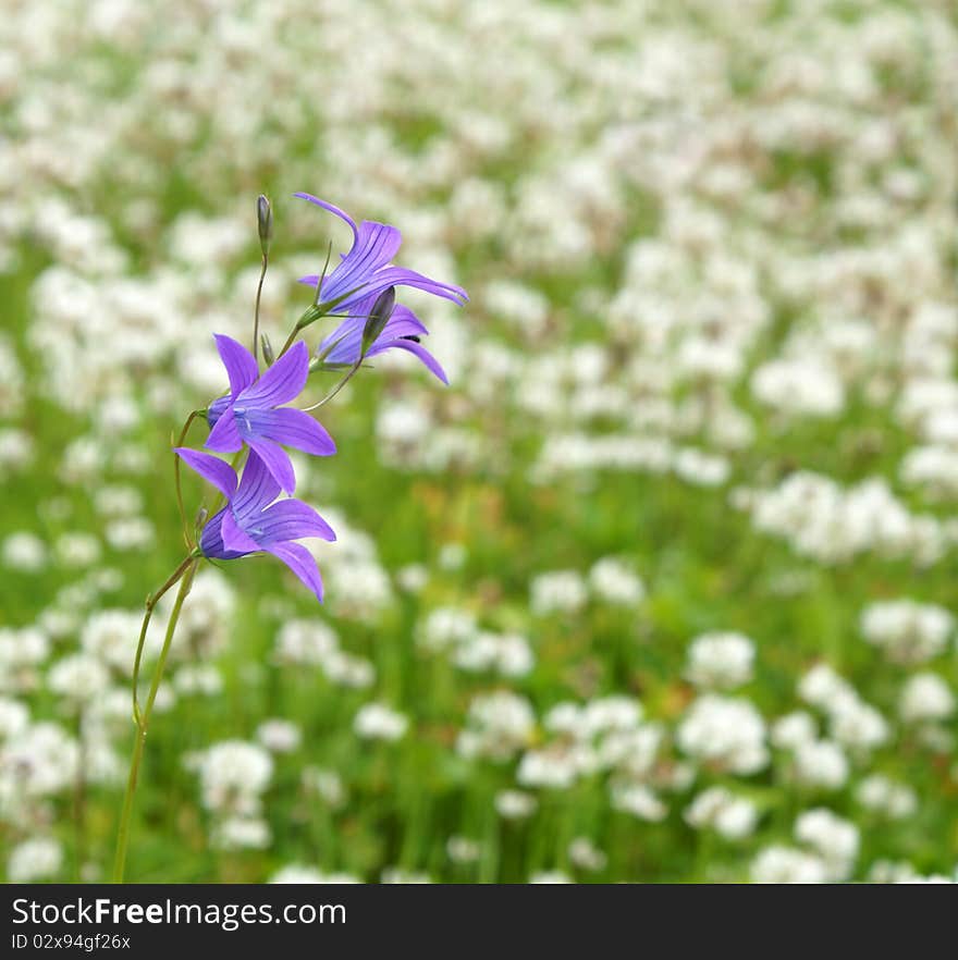 Blue campanula