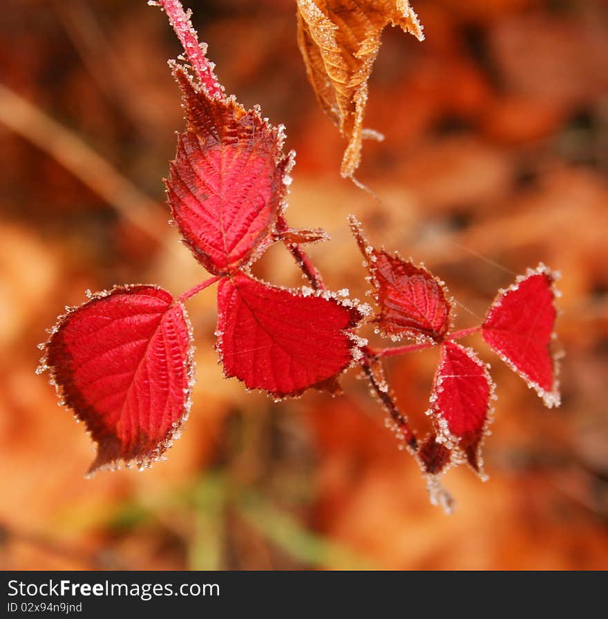 The leaves of autumn raspberry.