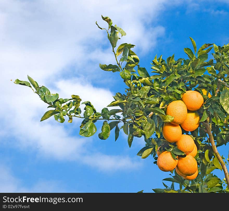 Branch with ripe oranges