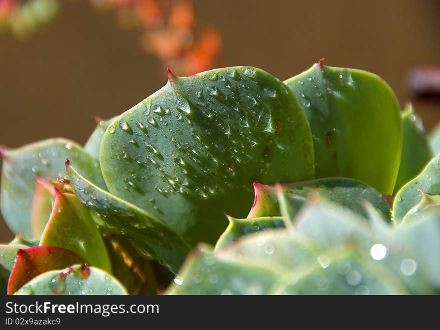 Drops on a cactus plant