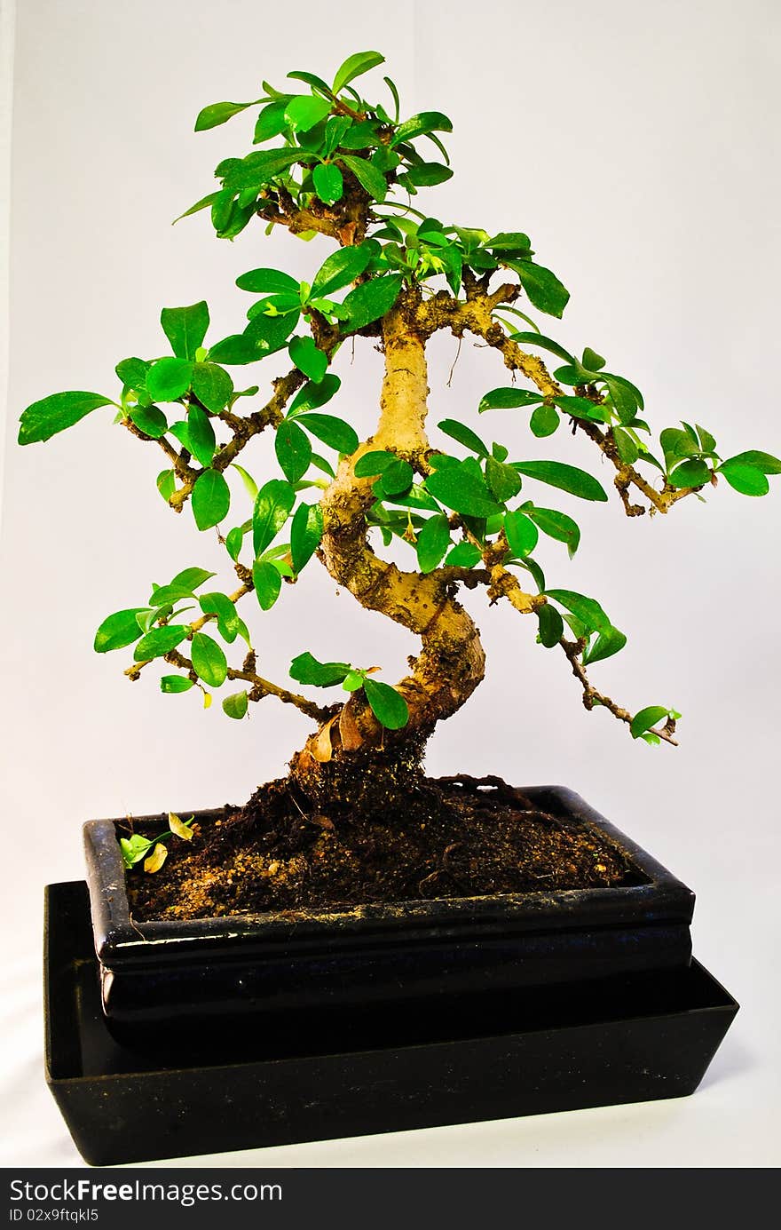 Green bonsai tree