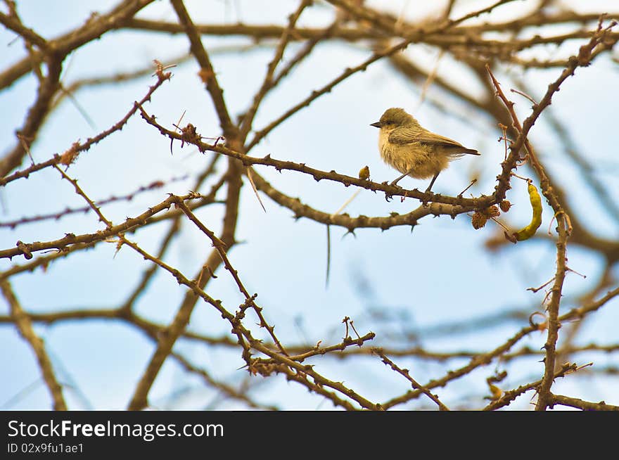 A Mouse-colored Penduline Tit in the thorny twigs of an acacia tree in Kenya. A Mouse-colored Penduline Tit in the thorny twigs of an acacia tree in Kenya.