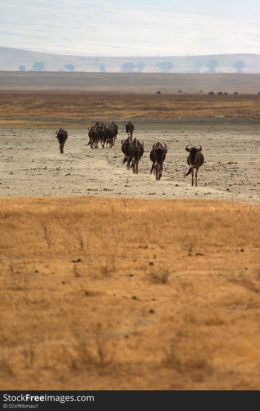 Gnu walking in ngorongoro crater