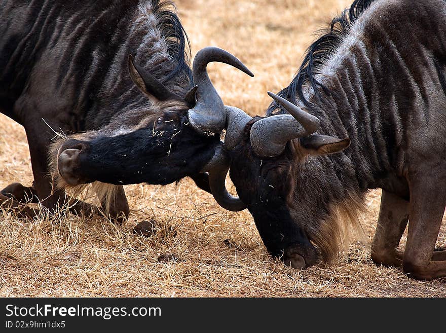 Gnu fighting head to head