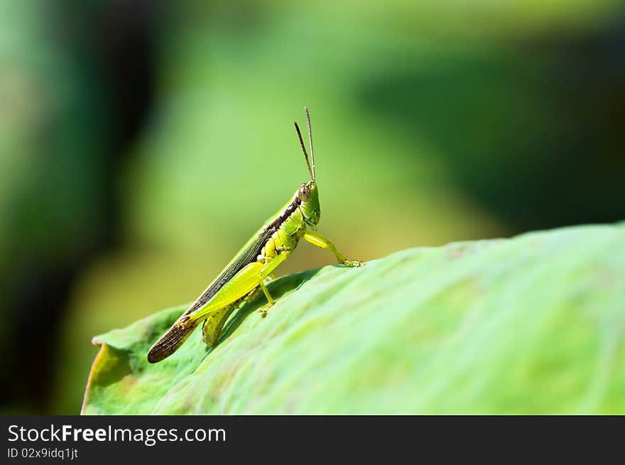 Grasshopper on leaf