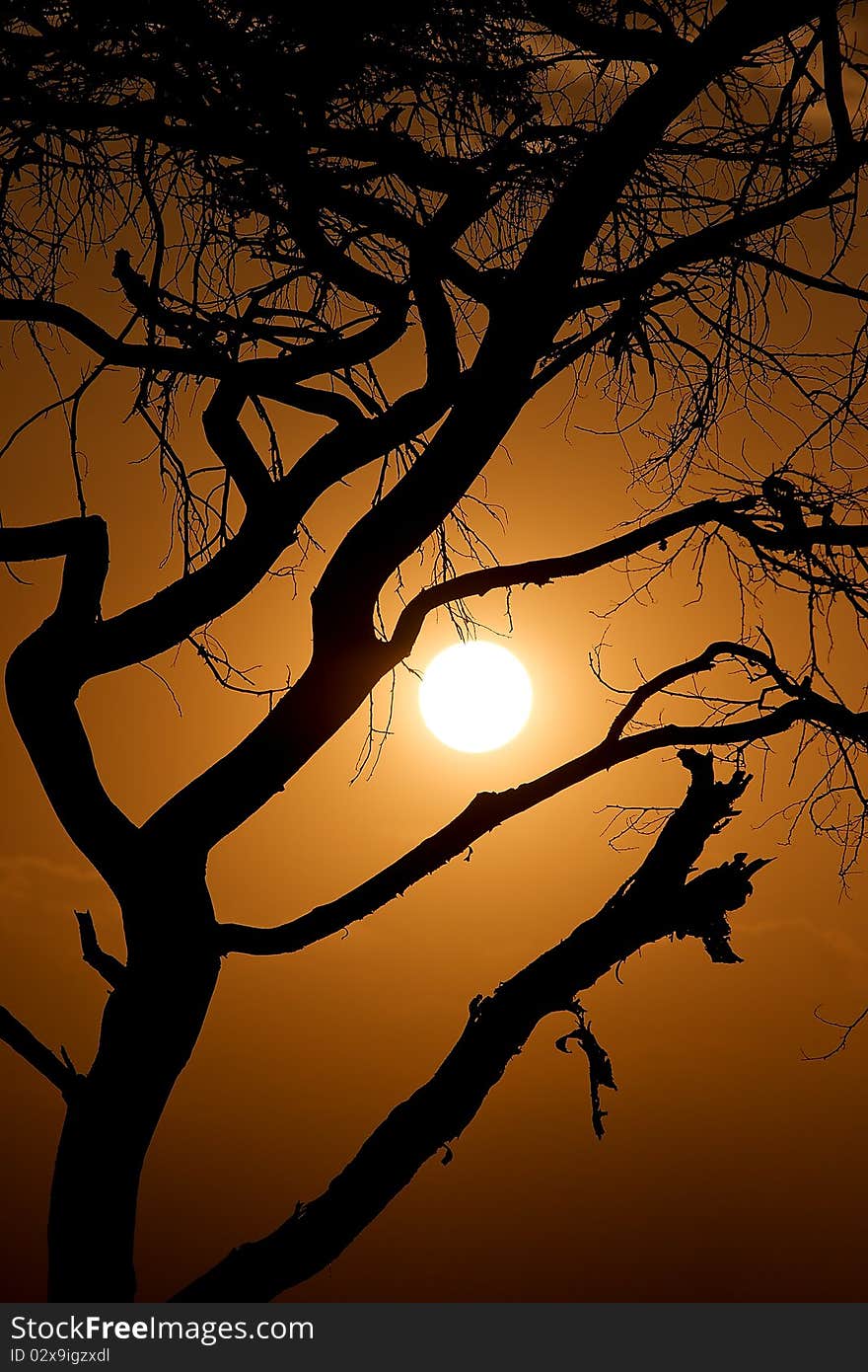 Sunset un a tree in rift valley. Sunset un a tree in rift valley