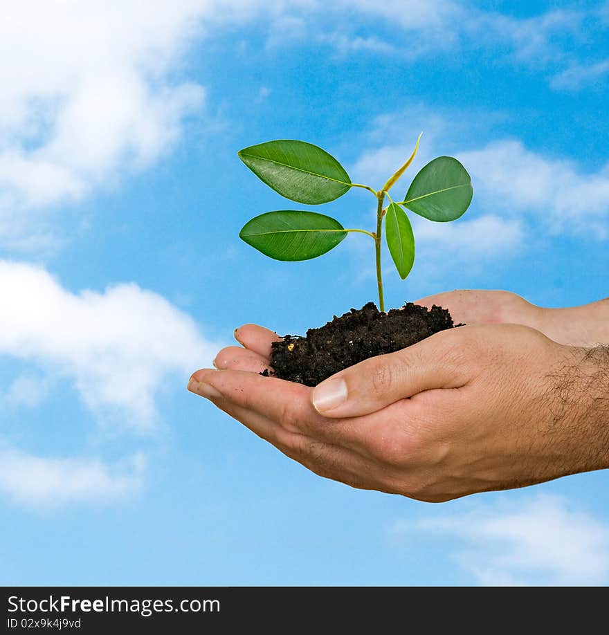 A sprout in hands as a symbol of nature protection