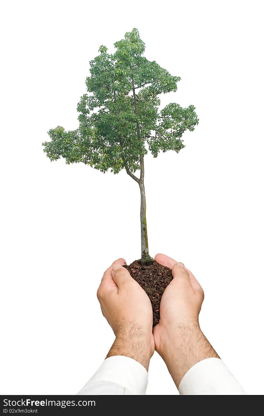 Tree s in hands as a symbol of nature potection. Tree s in hands as a symbol of nature potection