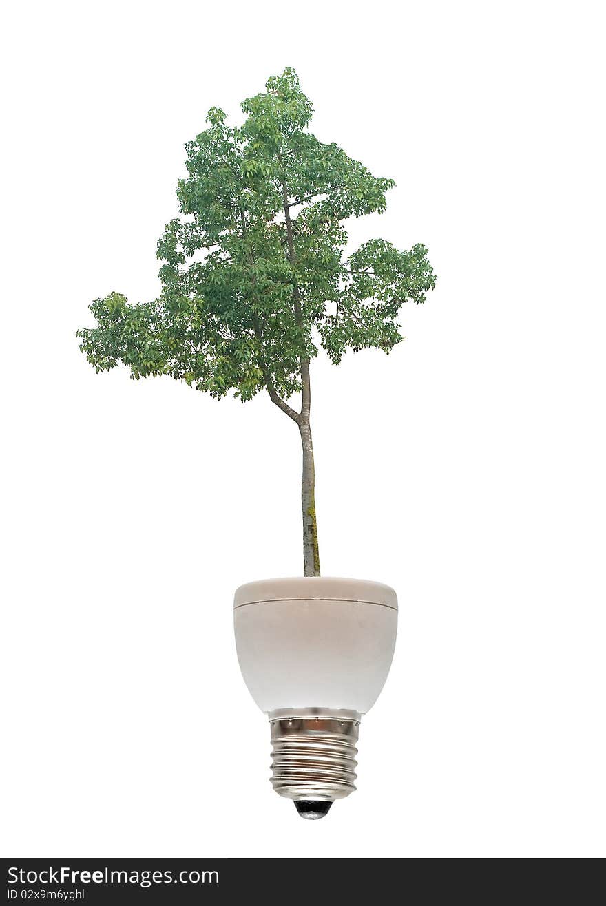 Tree growing from base of fluorescent lamp. Tree growing from base of fluorescent lamp