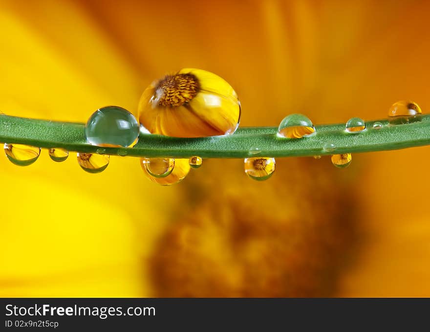 Pot Marigold Inside Dew Drops