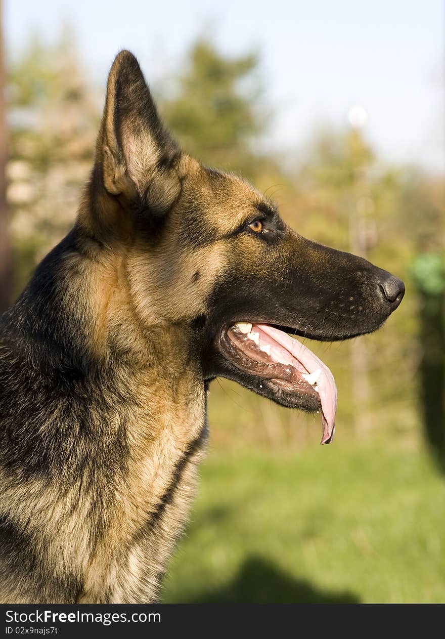 Dog in profile for a walk