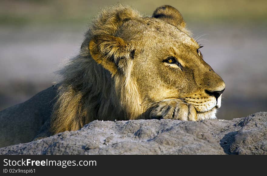 A Resting Lion