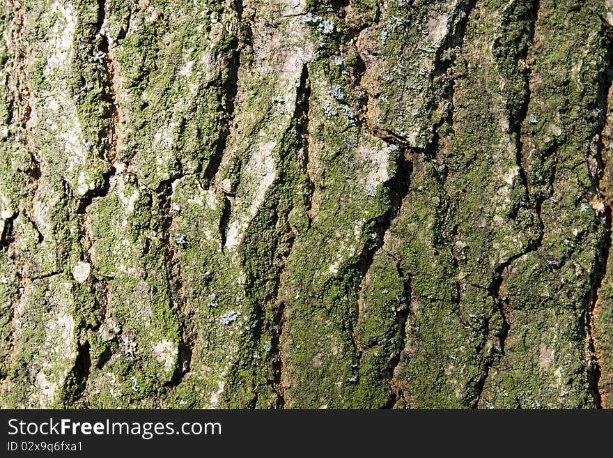 A tree trunk as background. A tree trunk as background