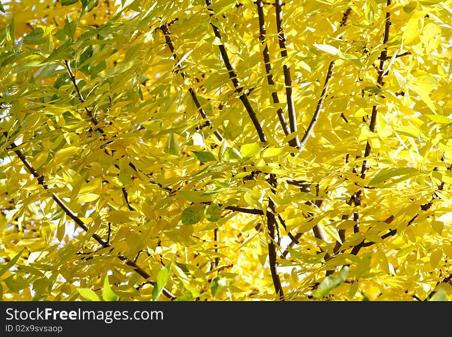 Texture of yellow autumn willow leaves. Texture of yellow autumn willow leaves