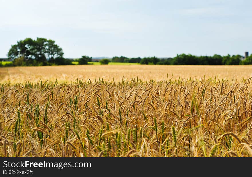 Wheat field