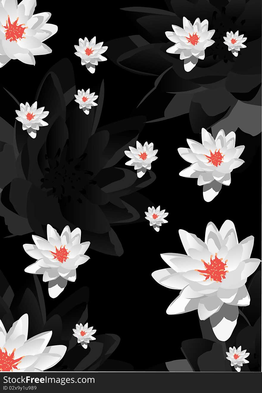 Illustration with white lily flowers on black background. Illustration with white lily flowers on black background