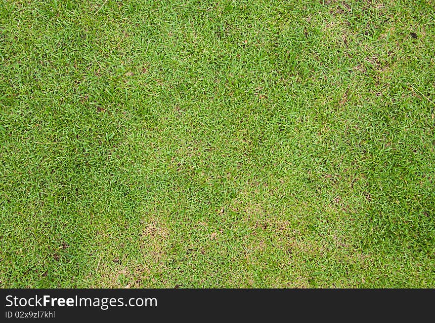 Close-up image of green grass