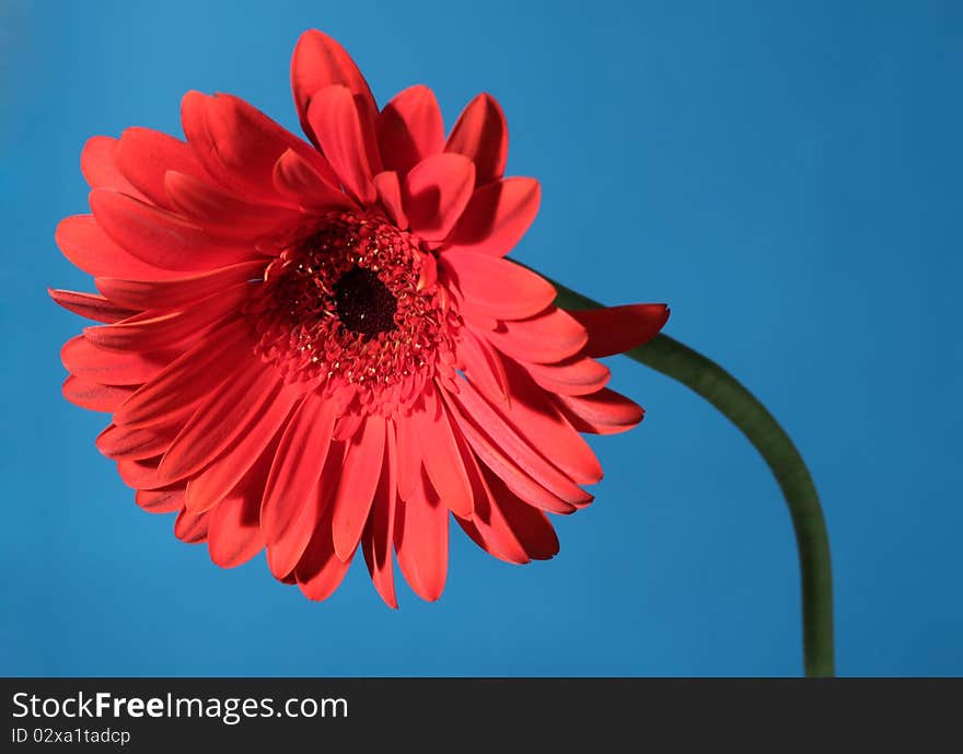 Beautiful red daisy flower on the blue background