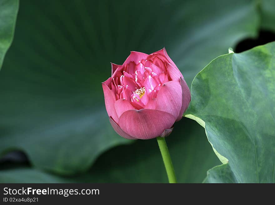 Summer, lonely and beautiful lotus flower. Photo taken on: June 20th, 2010. Summer, lonely and beautiful lotus flower. Photo taken on: June 20th, 2010