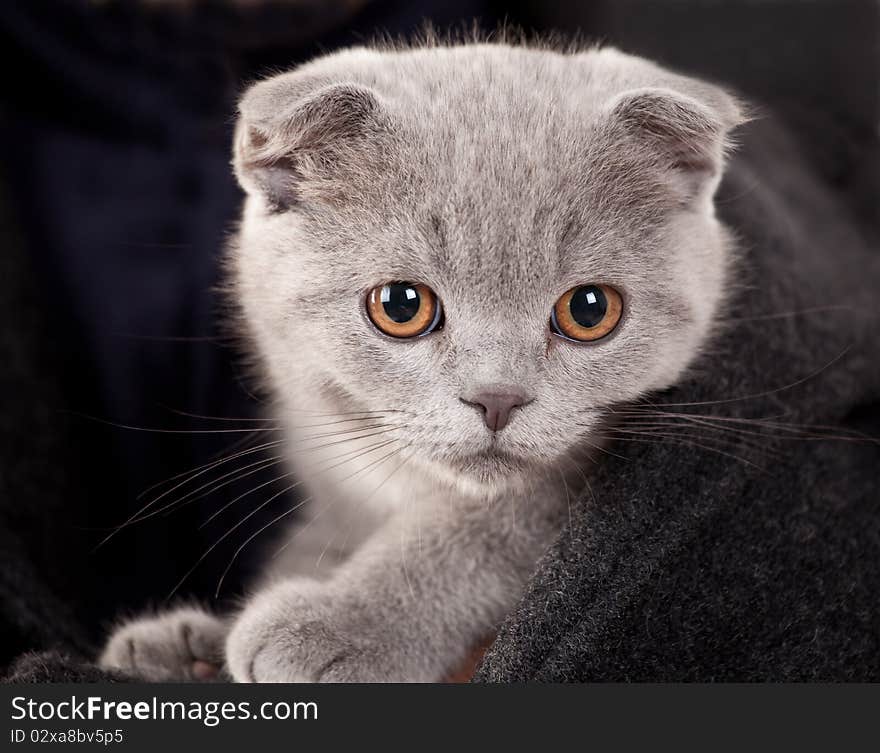 Pure little grey kitten portrait