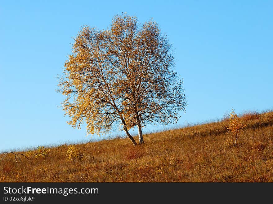 China Inner Mongolia Saihanba birch Photo taken on: September 21st, 2009