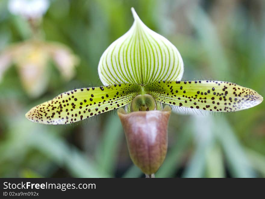 Paphiopedilum