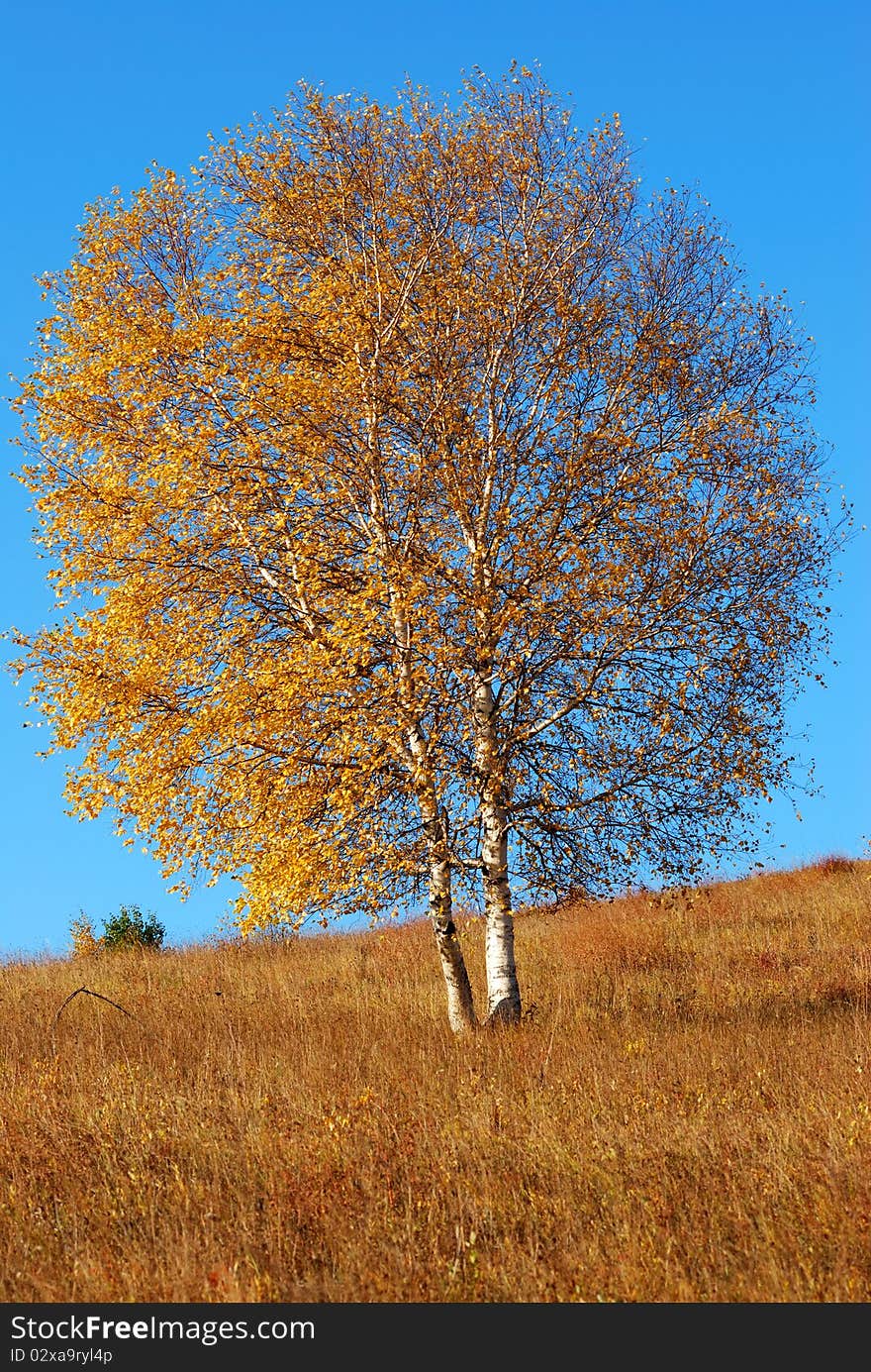 China Inner Mongolia Saihanba birch Photo taken on: September 21st, 2009