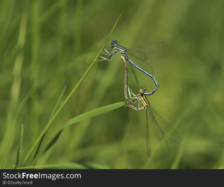 Dragonflies does mating on the blade of grass. Dragonflies does mating on the blade of grass.