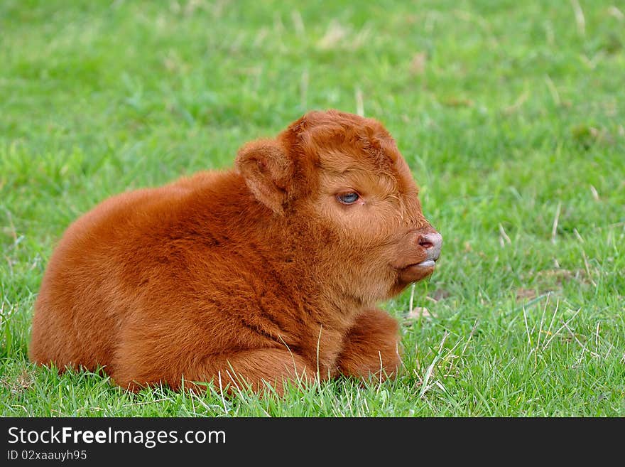 Cute calf of highland cattle