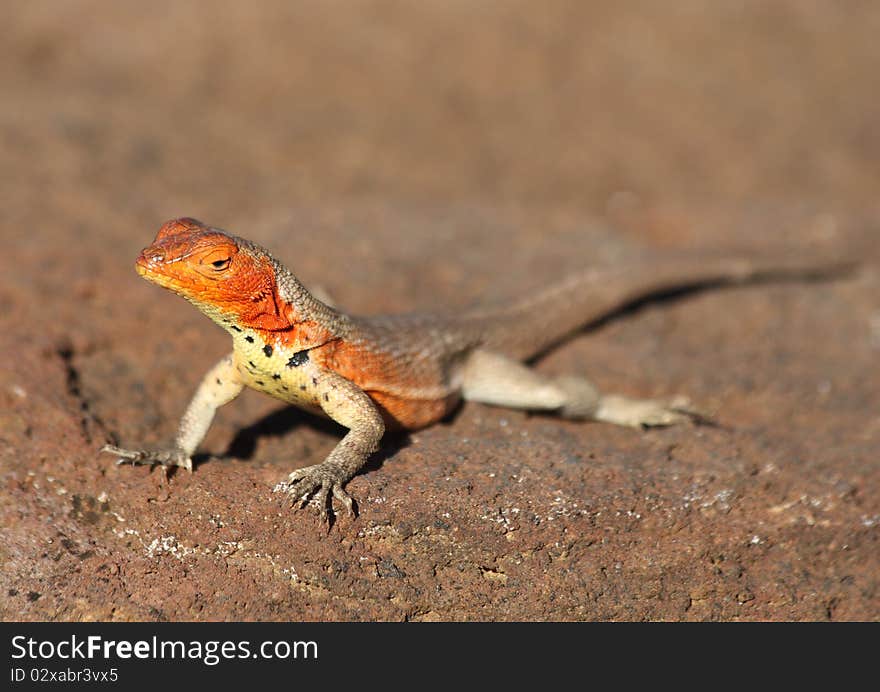 Lava Lizard