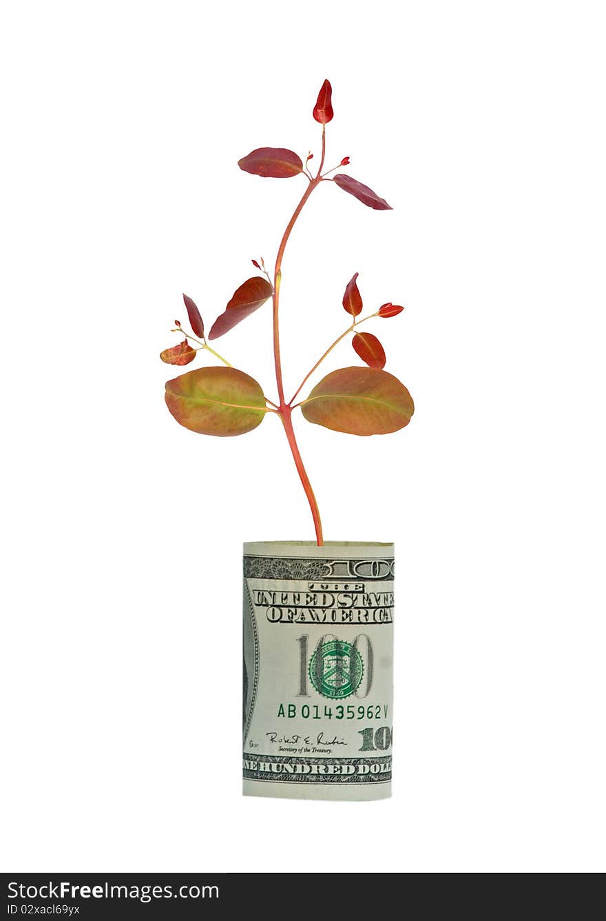 Tree shoot growing from dollar bill