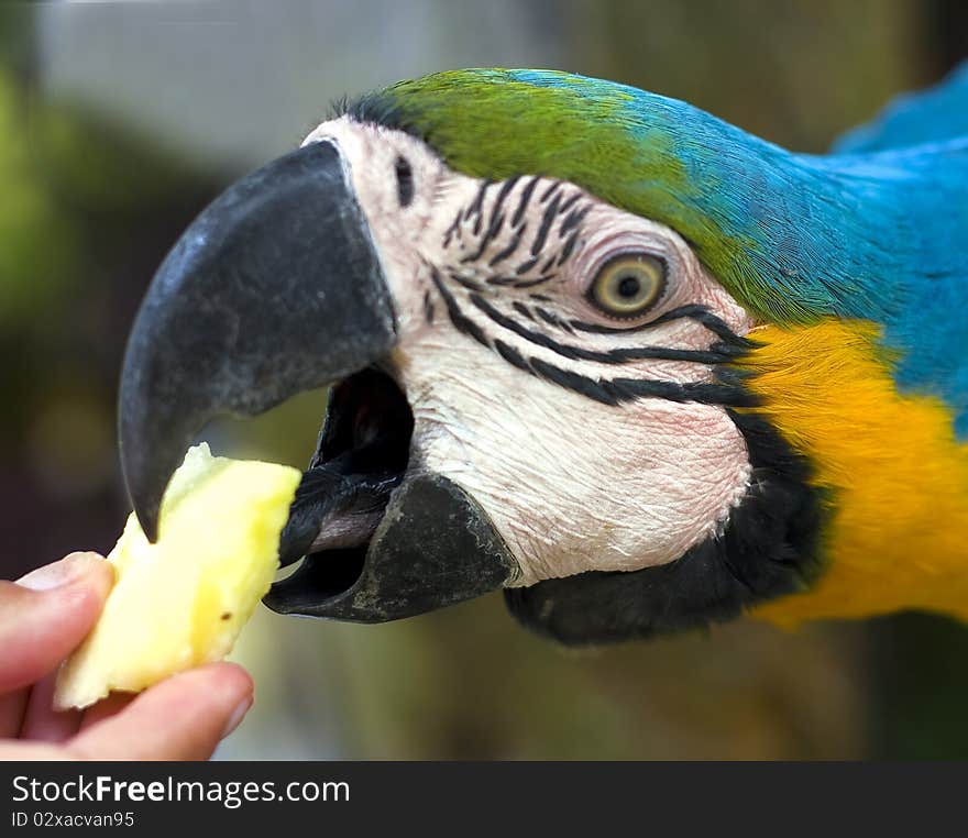 Feeding ara parrot