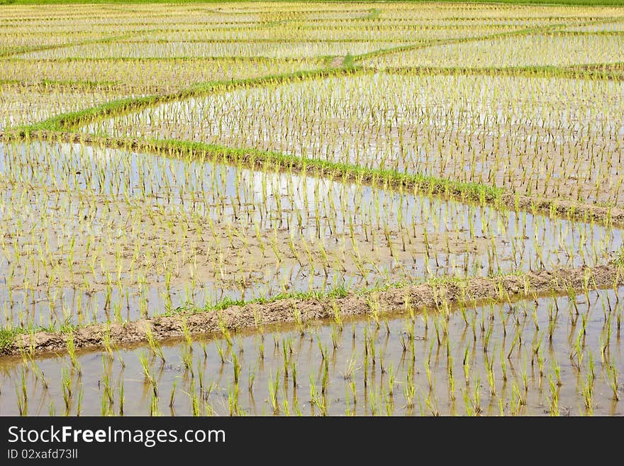 Rice just born in the morning. Rice just born in the morning