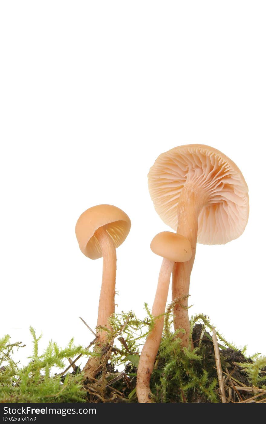 Three toadstools