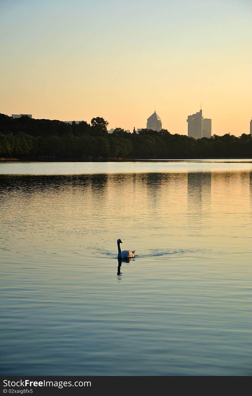 Early morning, the sun just appeared in the sky. A swan, swimming towards me, asking for food. Not far away, there were many builings. Early morning, the sun just appeared in the sky. A swan, swimming towards me, asking for food. Not far away, there were many builings.