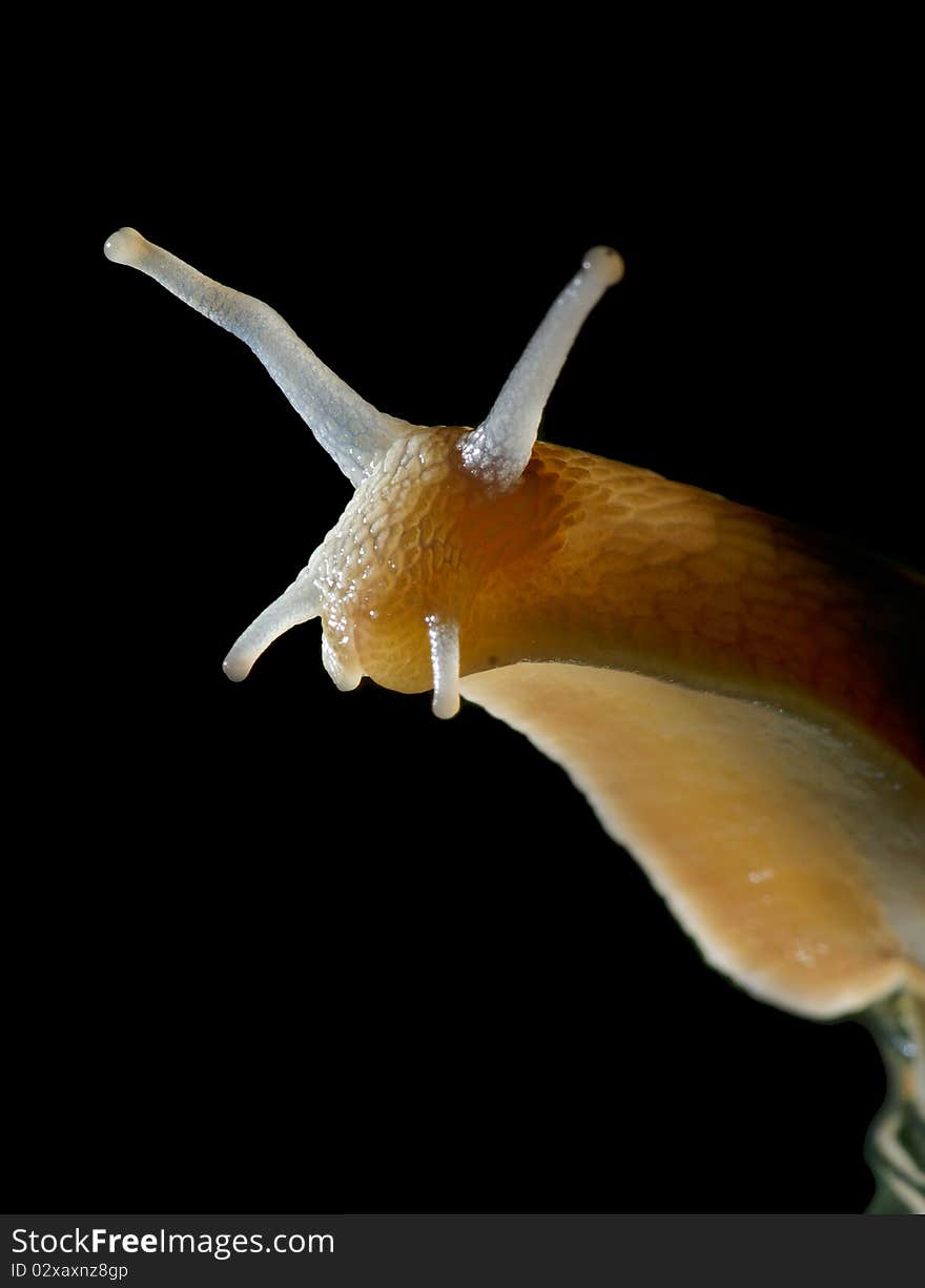 Snail macro